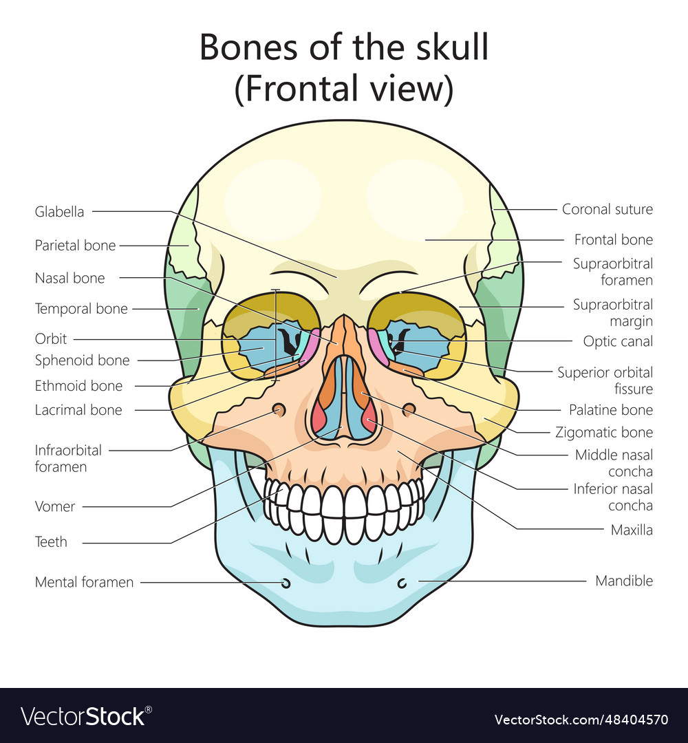 The Skull: Names of Bones in the Head, with Anatomy, & Labeled Diagram