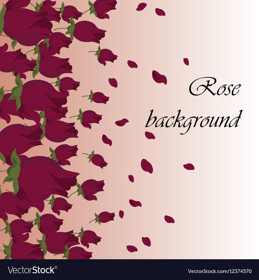 Pink roses petals background