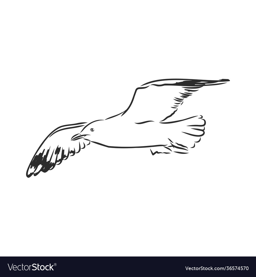 Seagull bird animal sketch engraving scratch Vector Image