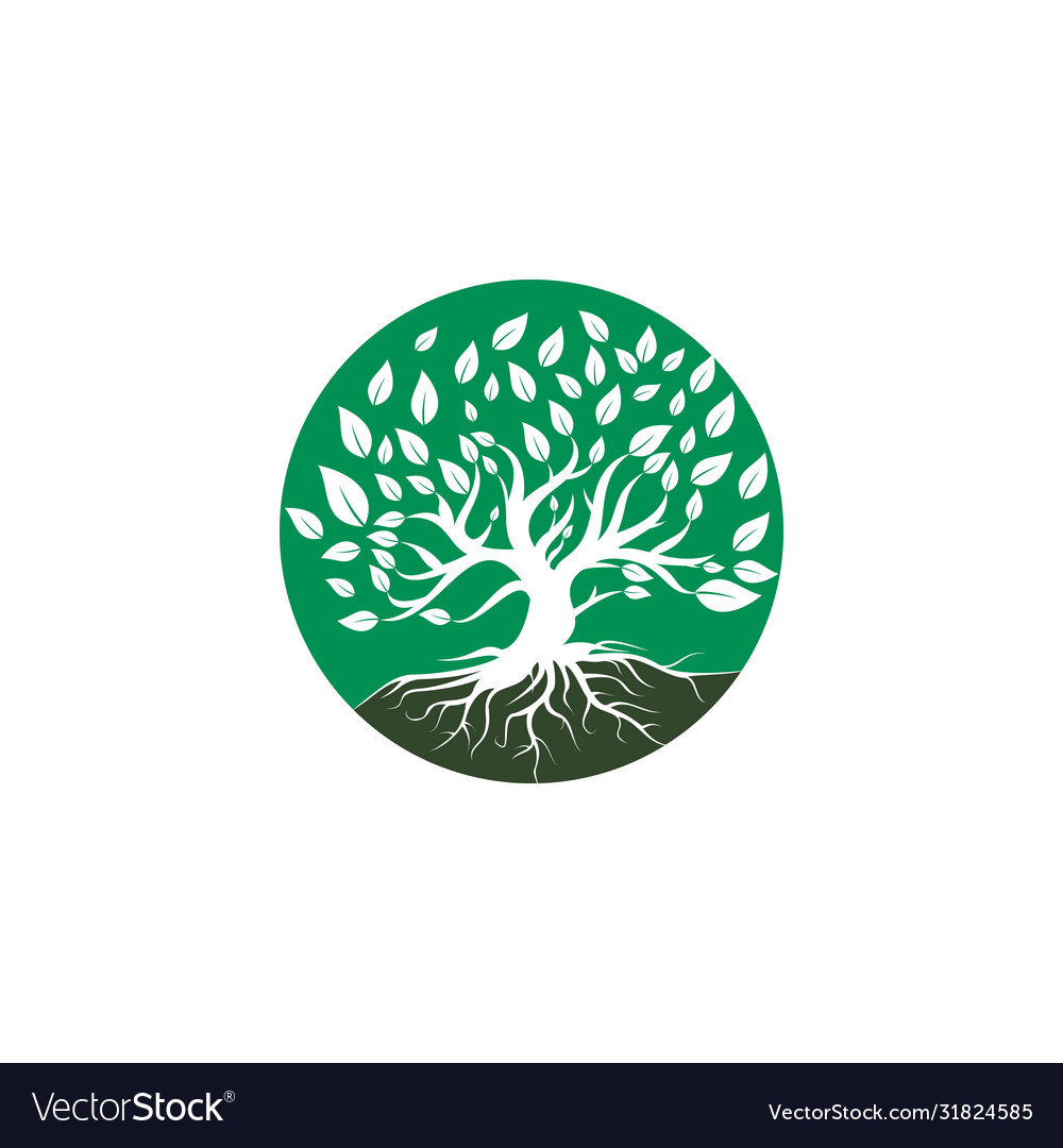 Tree Root Logo Design Royalty Free Vector Image