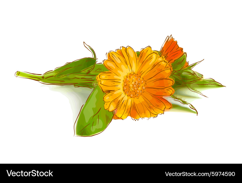 Calendula flowers Royalty Free Vector Image - VectorStock