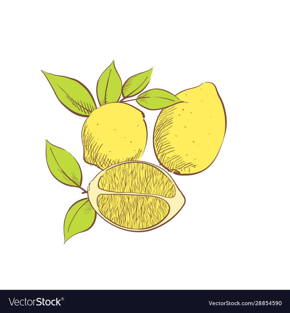 Fresh juicy lemon