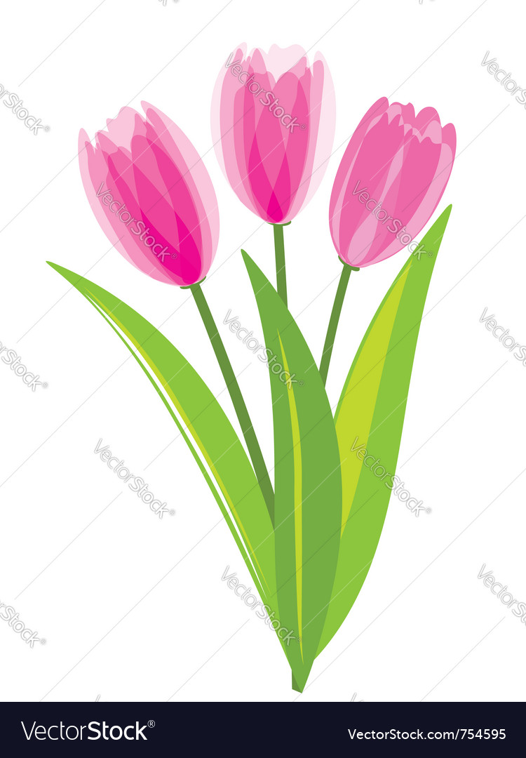 Pink Tulips Isolated On White Background Vector Image Pink Tulips Isolated On White Background Vector Image