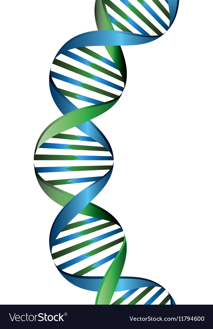 Molecular structure of dna Royalty Free Vector Image