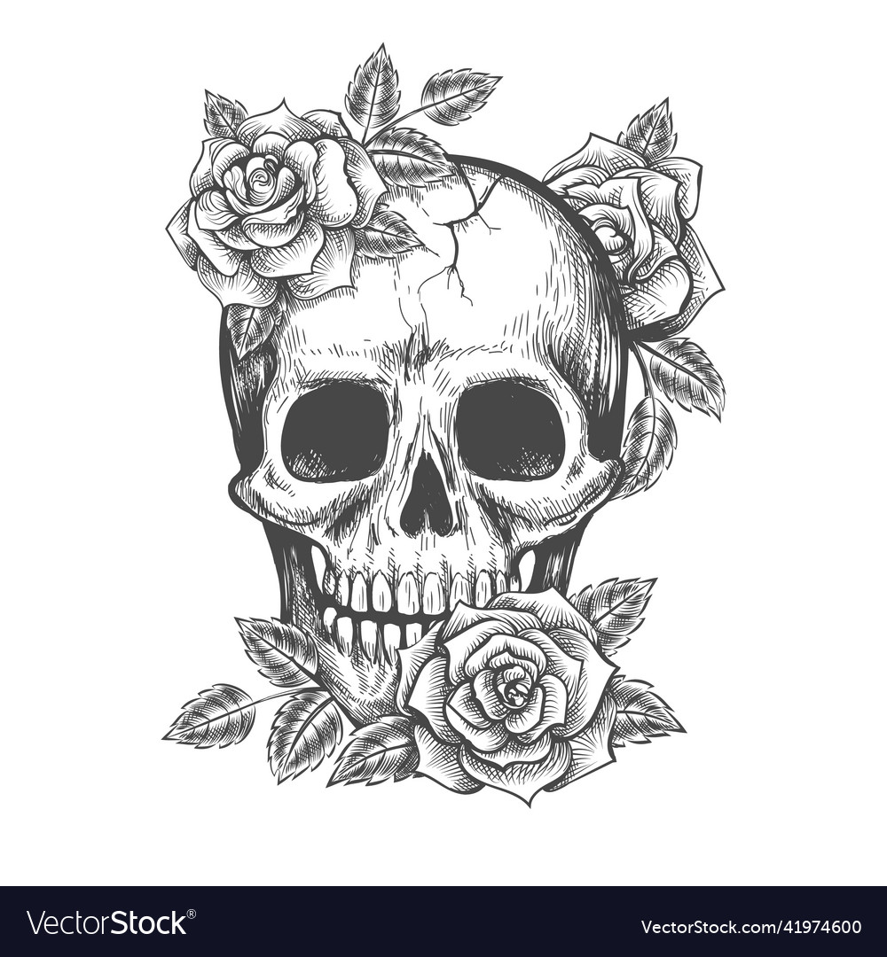 Roses skull sketch Royalty Free Vector Image - VectorStock