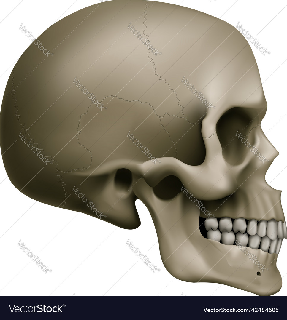 Human skull