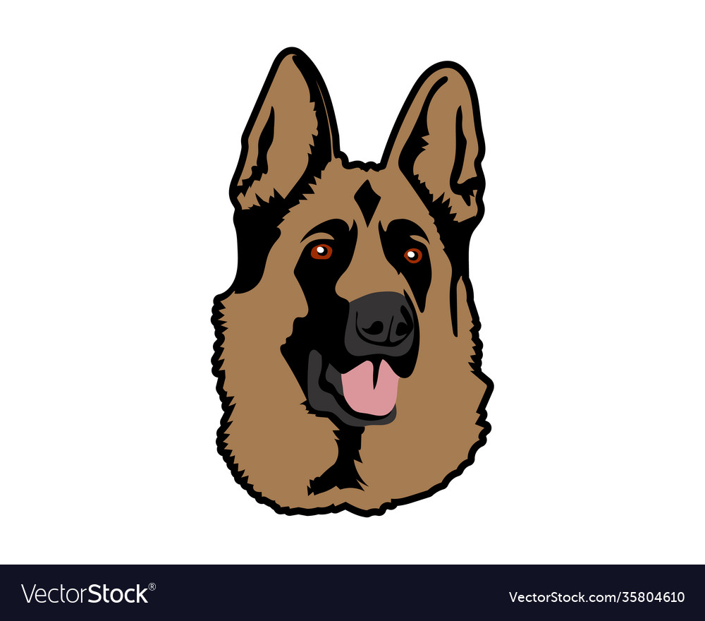 Isolated german shepherd dog on white background