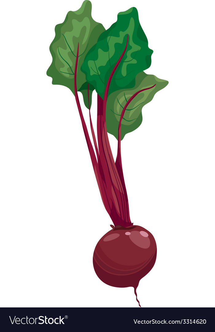 Beet vegetable cartoon Royalty Free Vector Image Beet vegetable cartoon Royalty Free Vector Image