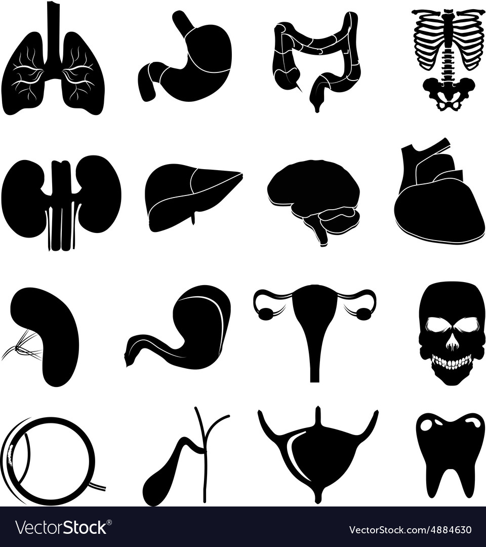 Human organs icons set Royalty Free Vector Image