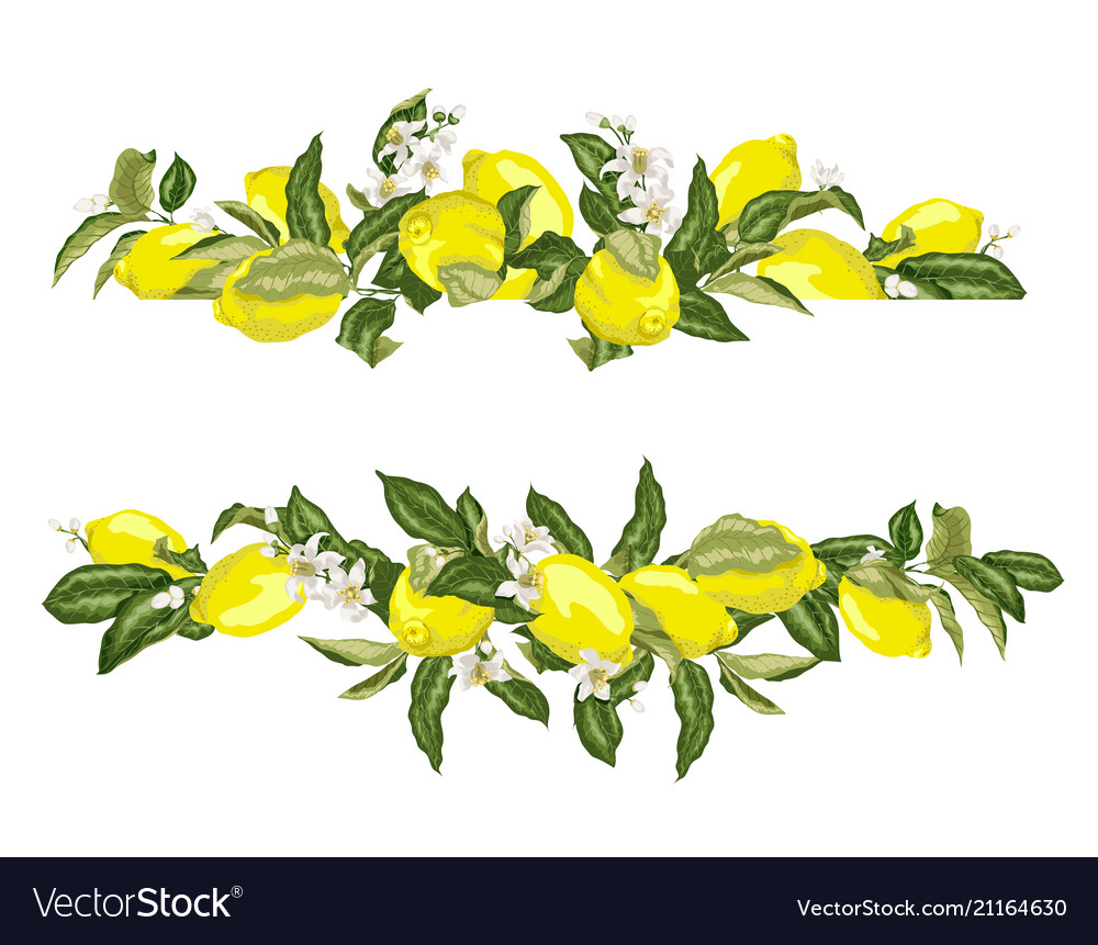 Lime template frame border wth citrus fruits Vector Image