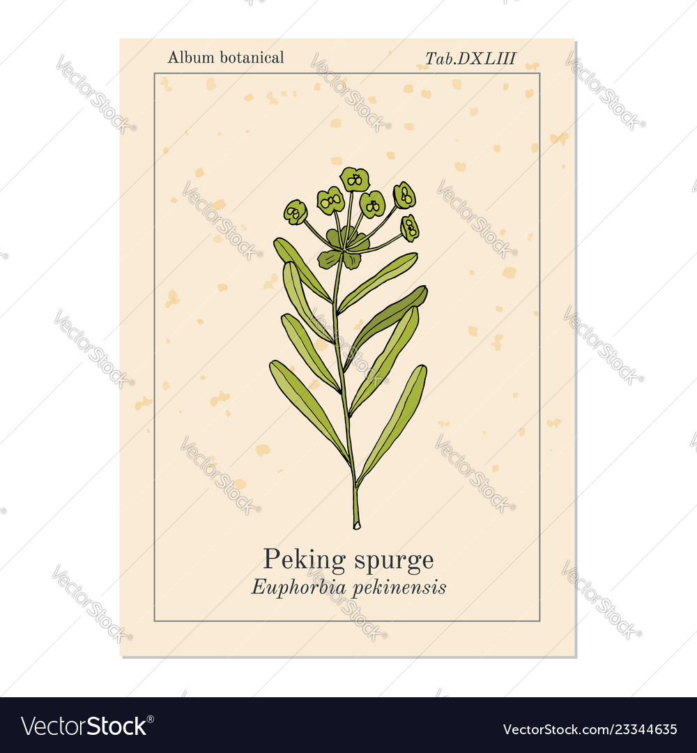 Peking spurge euphorbia pekinensis medicinal