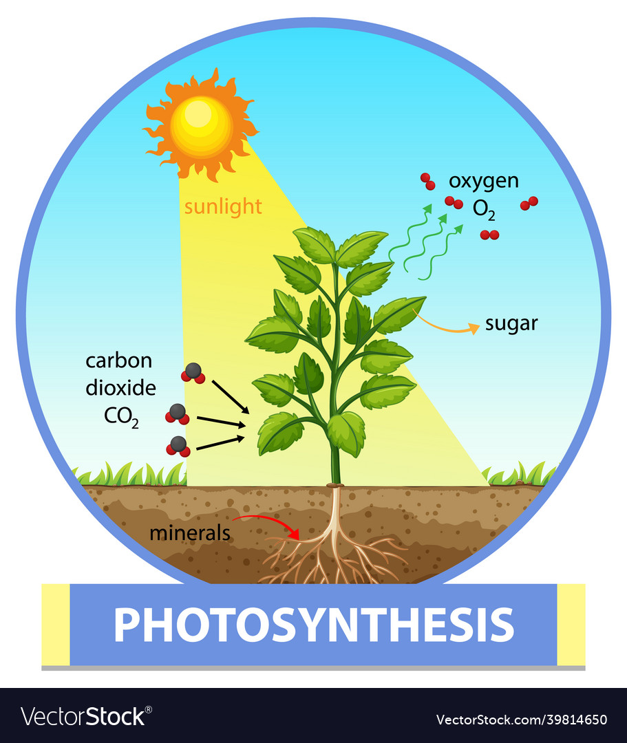 Diagram showing process of photosynthesis in plant