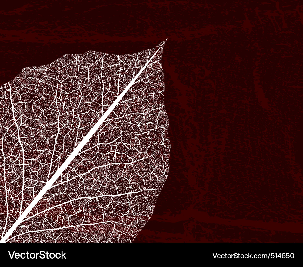 Leaf Royalty Free Vector Image - VectorStock