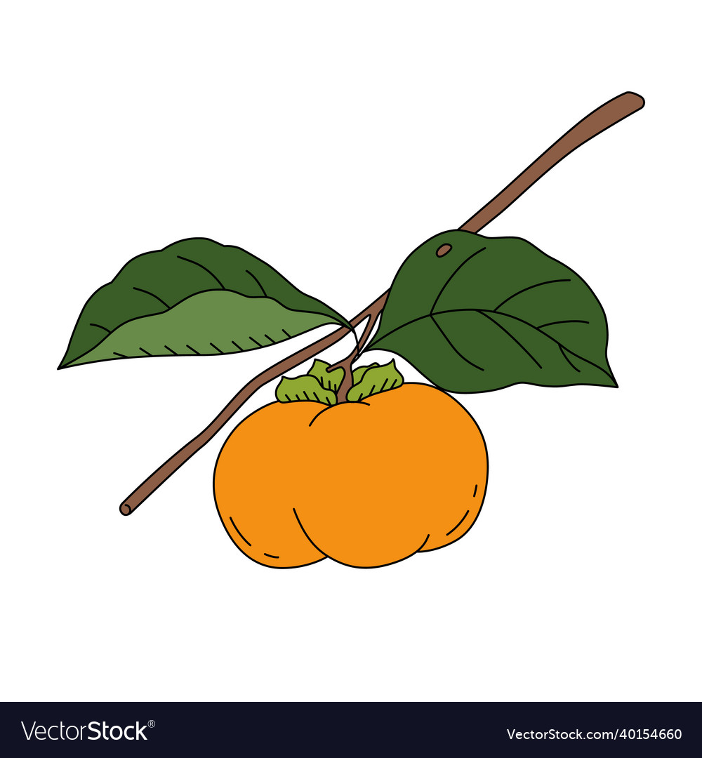 Persimmon on a branch cartoon style