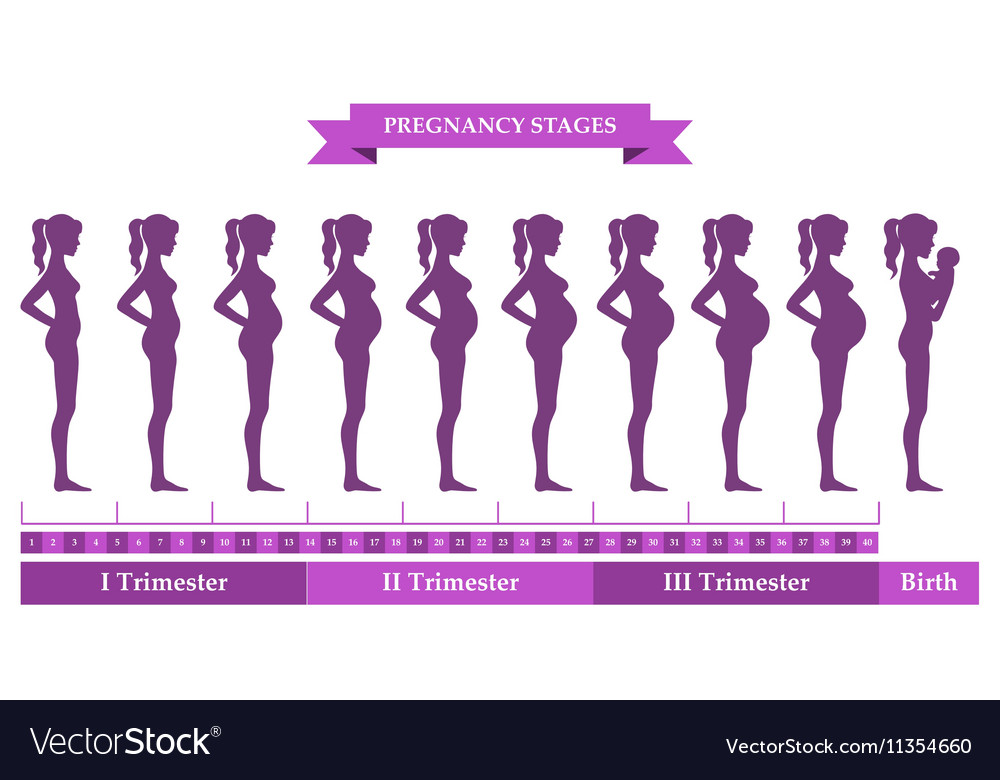 Pregnant female silhouettes Royalty Free Vector Image