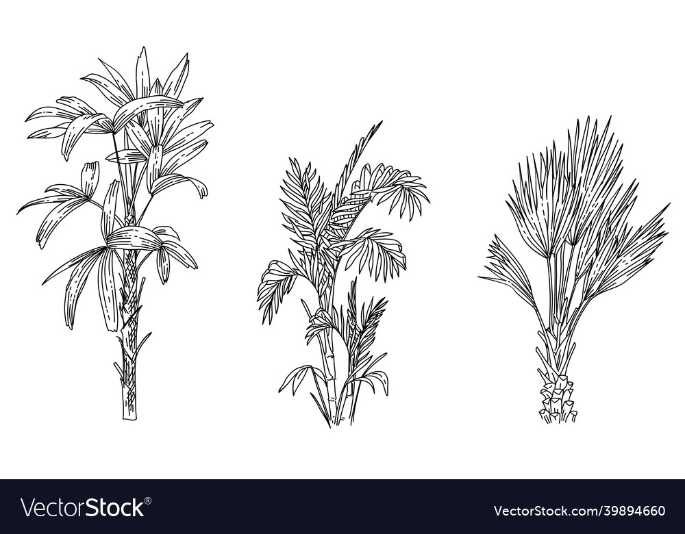 Set of palm trees element