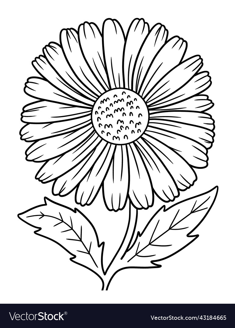 Daisy flower coloring page for adults