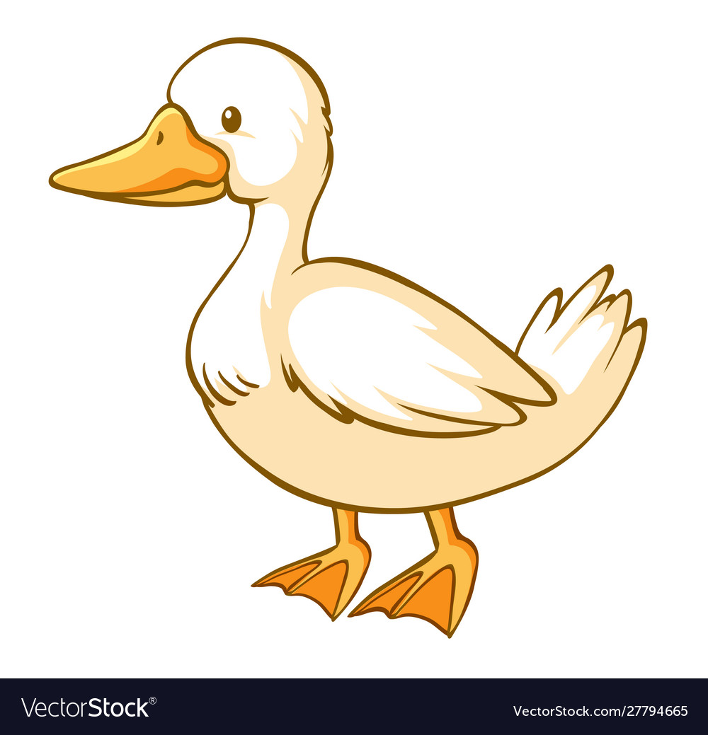 Duck on white background Royalty Free Vector Image