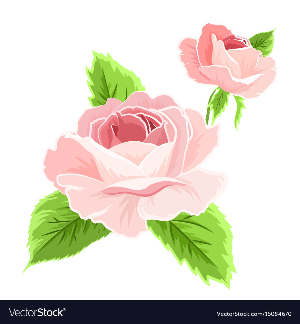 Isolated pink rose flowers detailed drawing Vector Image