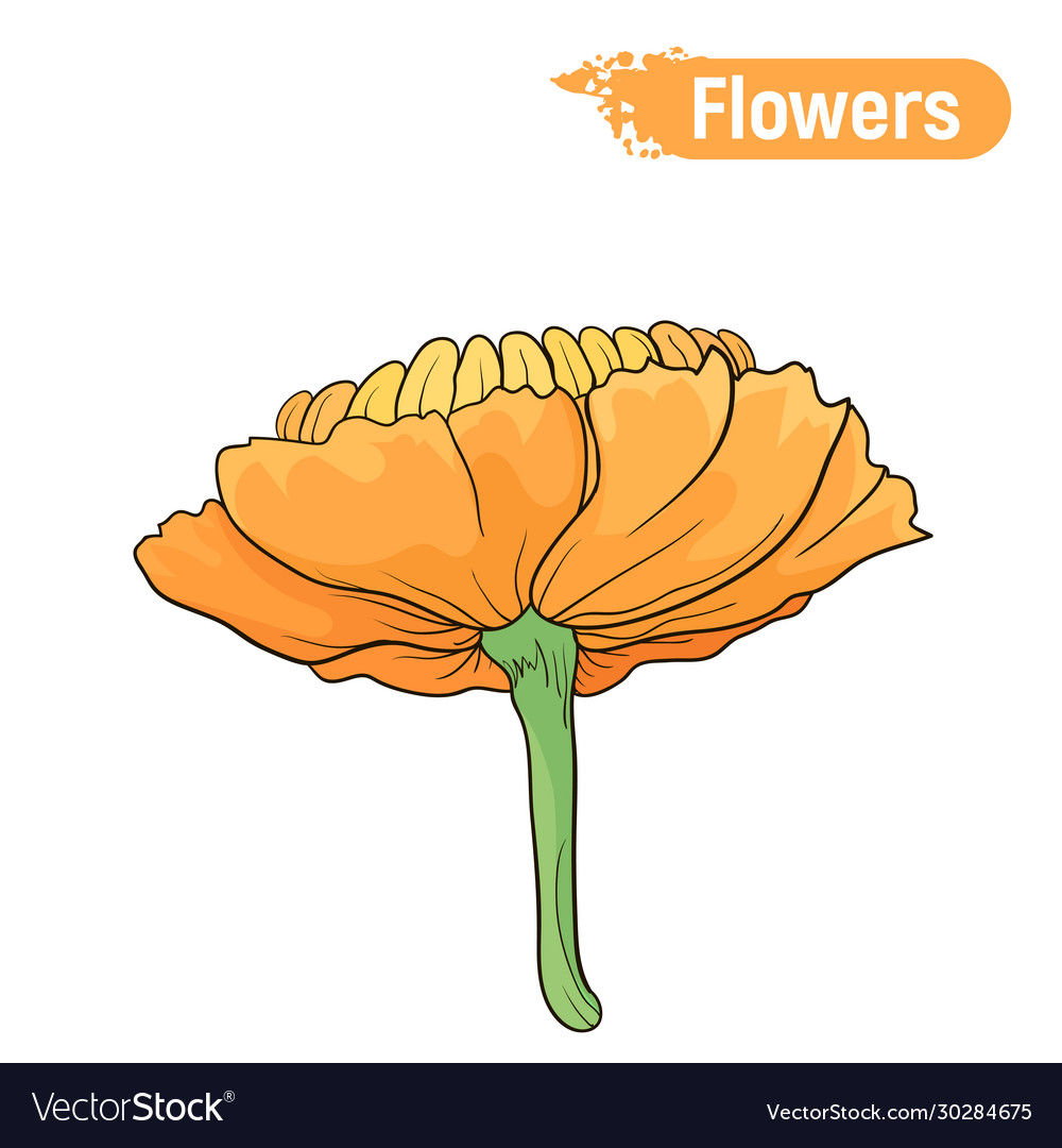 Abstract blooming orange flower