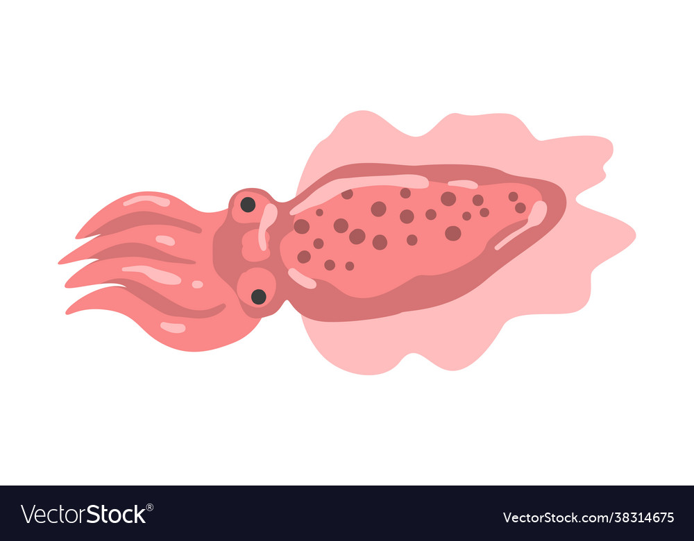 Squid underwater ocean sea creature cartoon