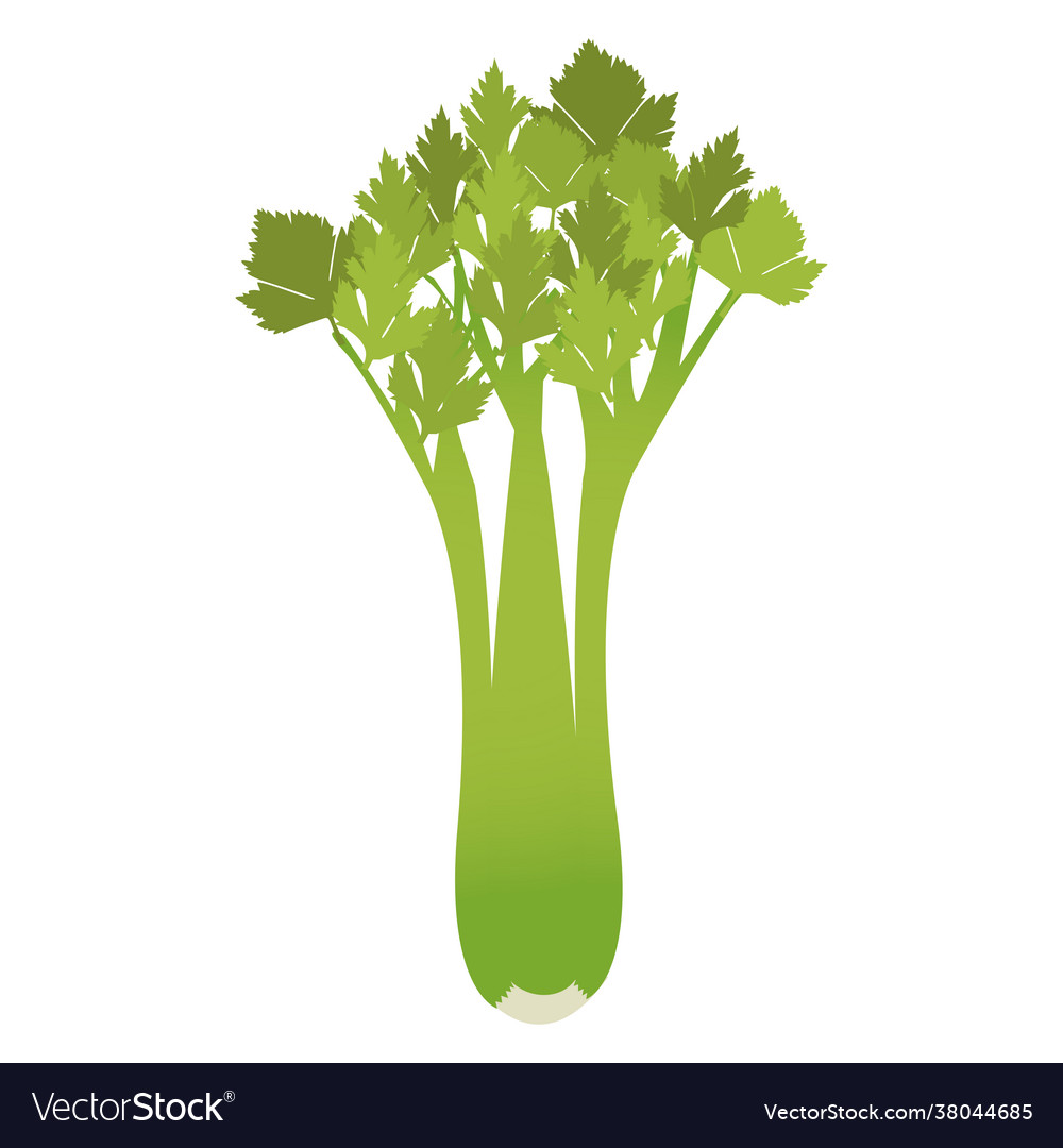 Celery Royalty Free Vector Image VectorStock