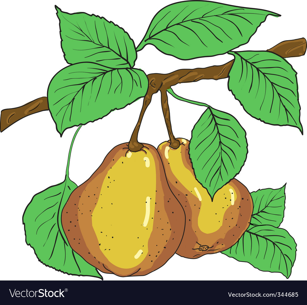 Pear tree