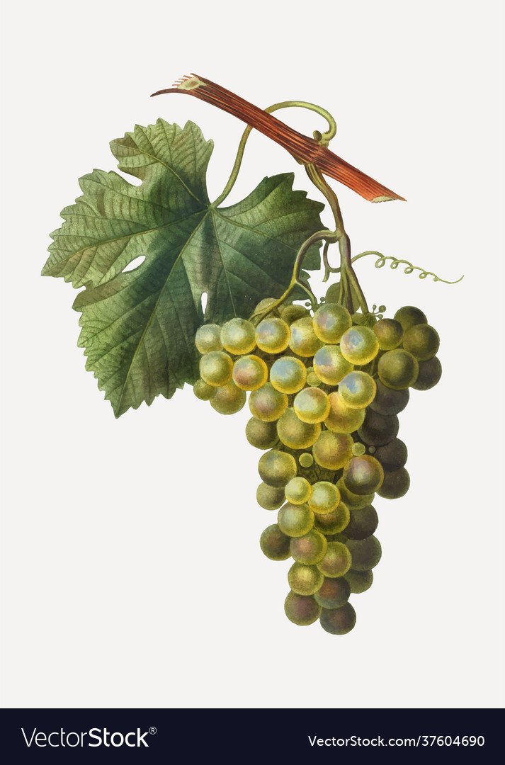 Green grape cluster vector image Green grape cluster