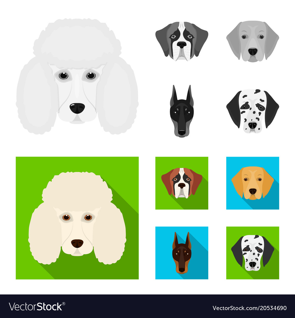 Muzzle of different breeds dogsdog
