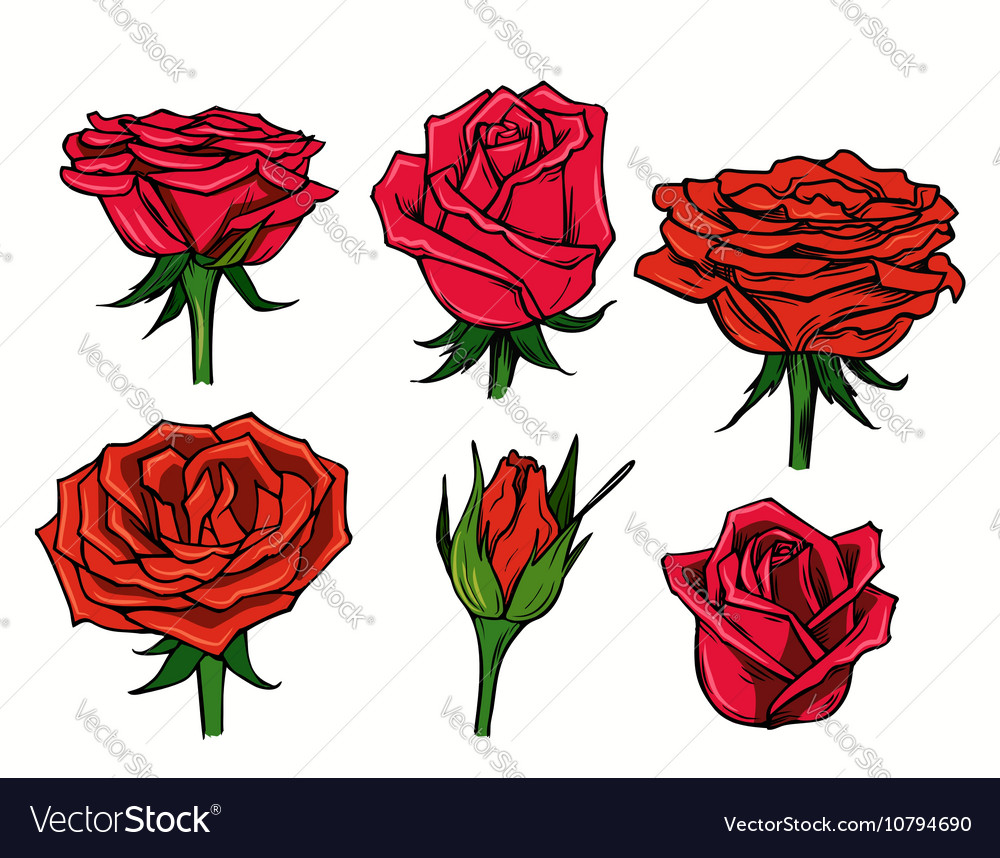 Red beautiful roses Royalty Free Vector Image - VectorStock