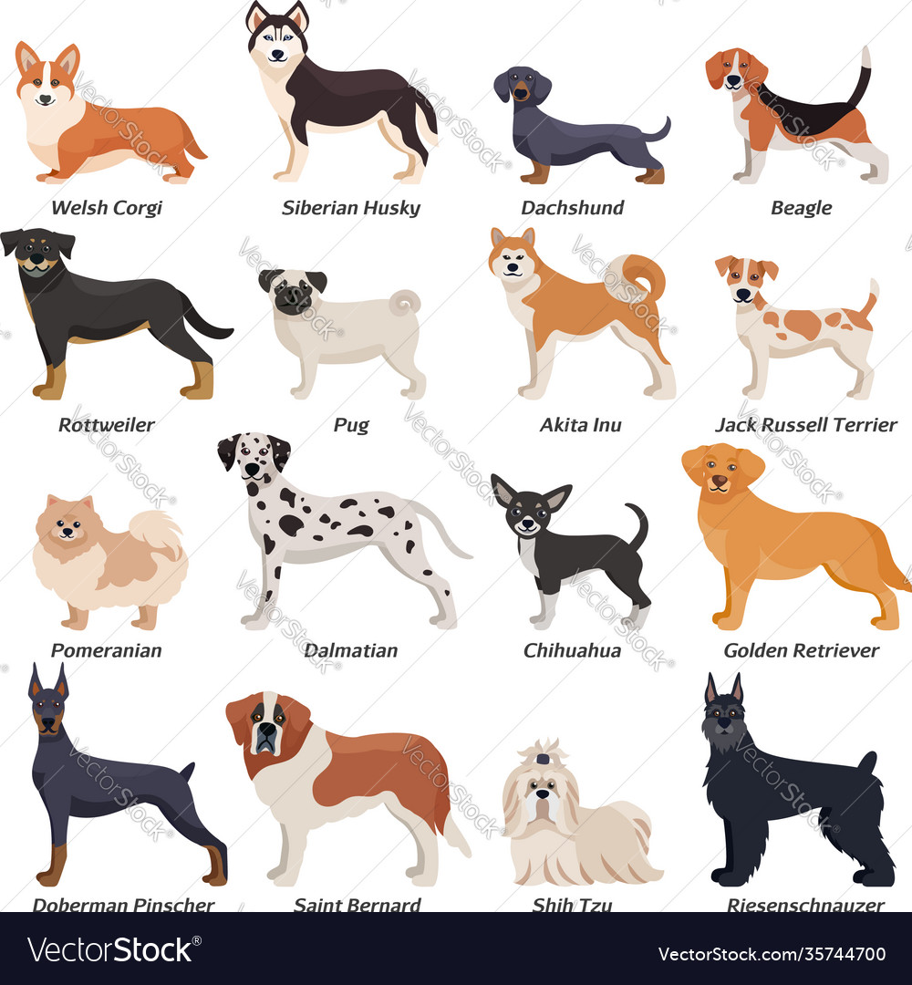 Colored purebred dogs icon set Royalty Free Vector Image