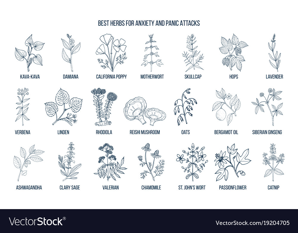 Best herbs for anxiety and panic attacks Vector Image