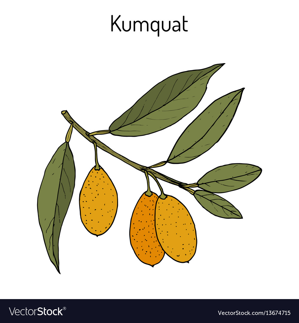 kumquat citrus japonica branch royalty free vector image