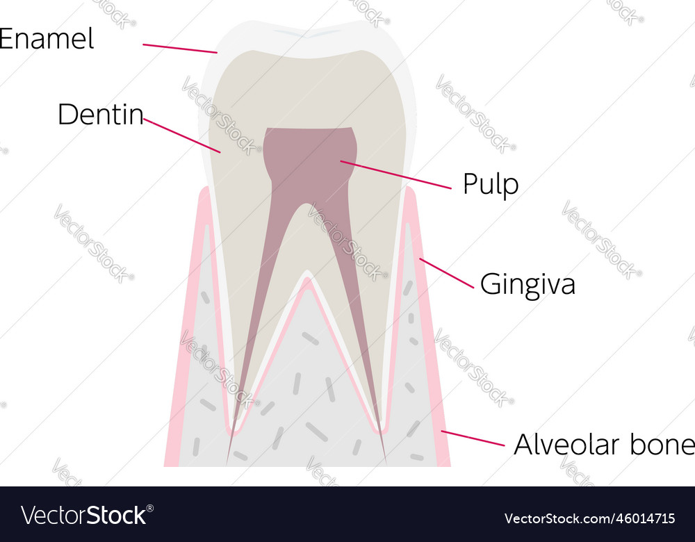 Simple Tooth Anatomy With Names For Each Part Vector Image