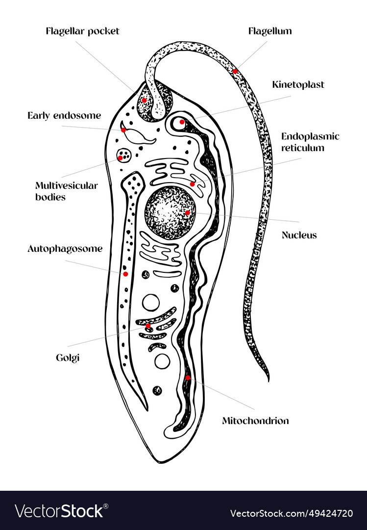 Biological of leishmania stages Royalty Free Vector Image