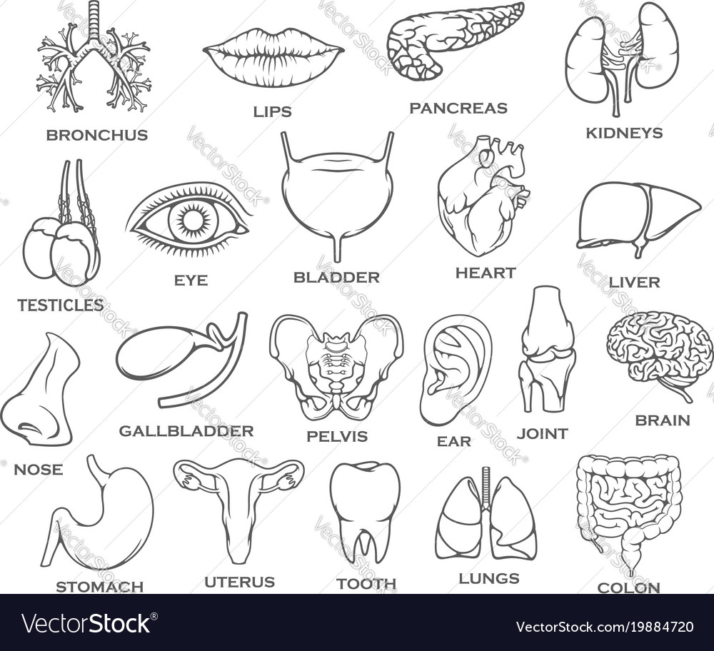 draw organ system