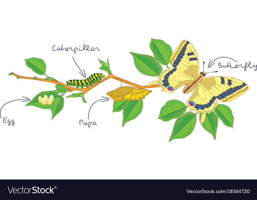 The Metamorphosis Of The Butterfly Life Cycle Vector Image