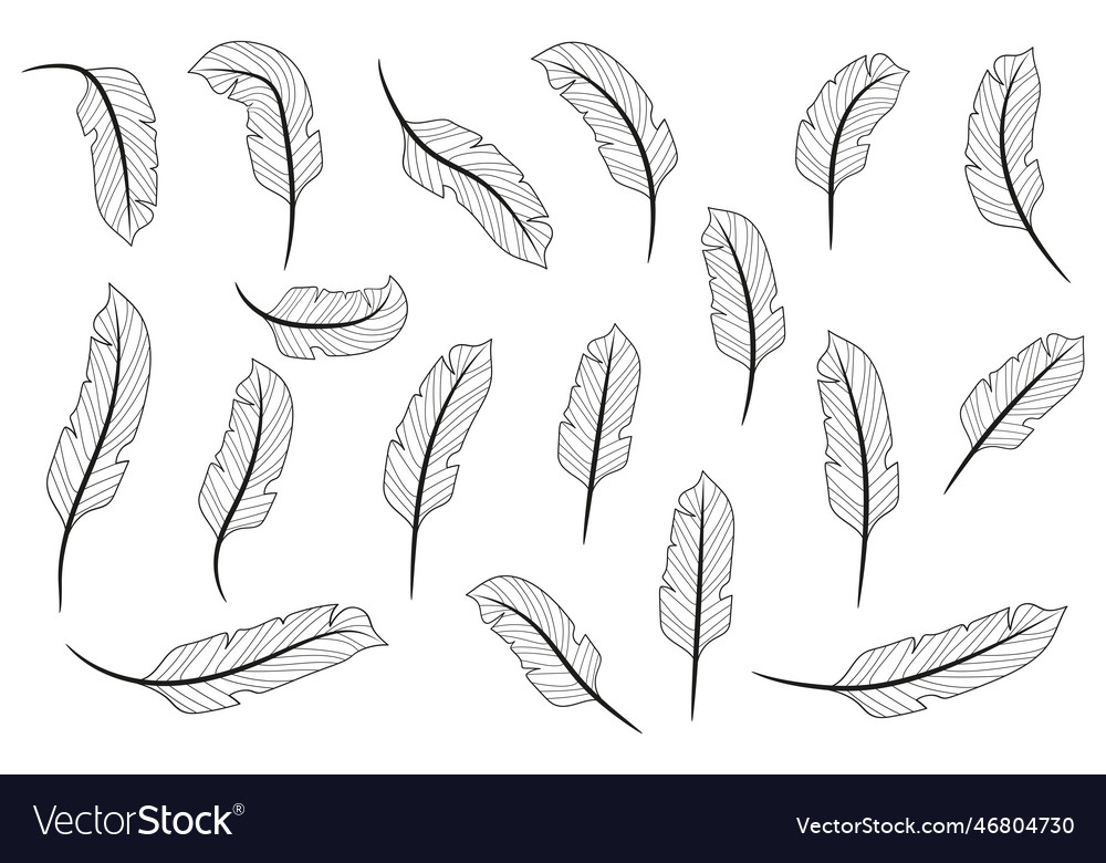 Line feather hand drawn feathers feathers Vector Image