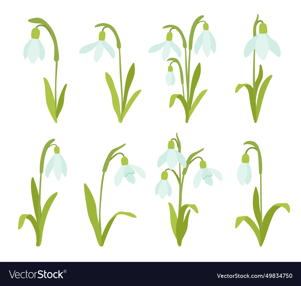 January birth month flower snowdrop flat cartoon Vector Image