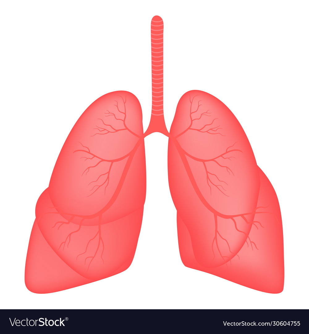 Realistic lung anatomy internal organs Royalty Free Vector