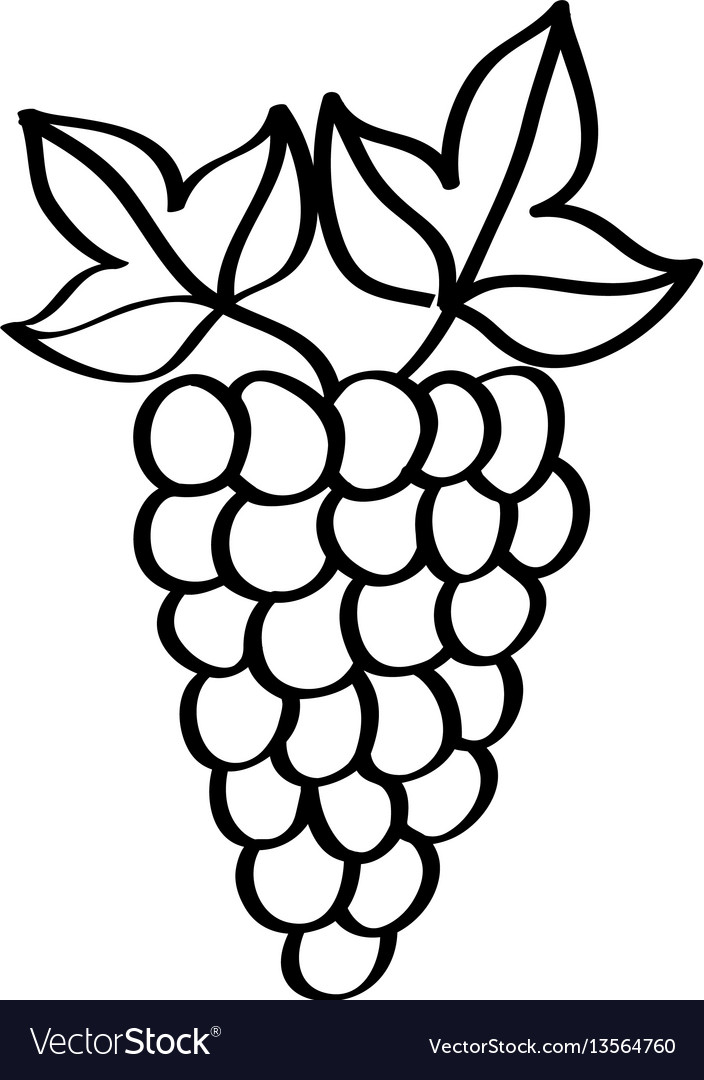 Grapes fresh fruit drawing icon Royalty Free Vector Image