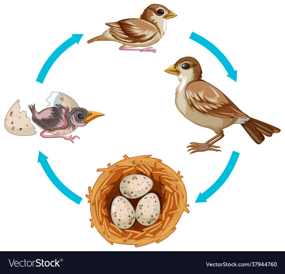 Life cycle bird on white background Royalty Free Vector