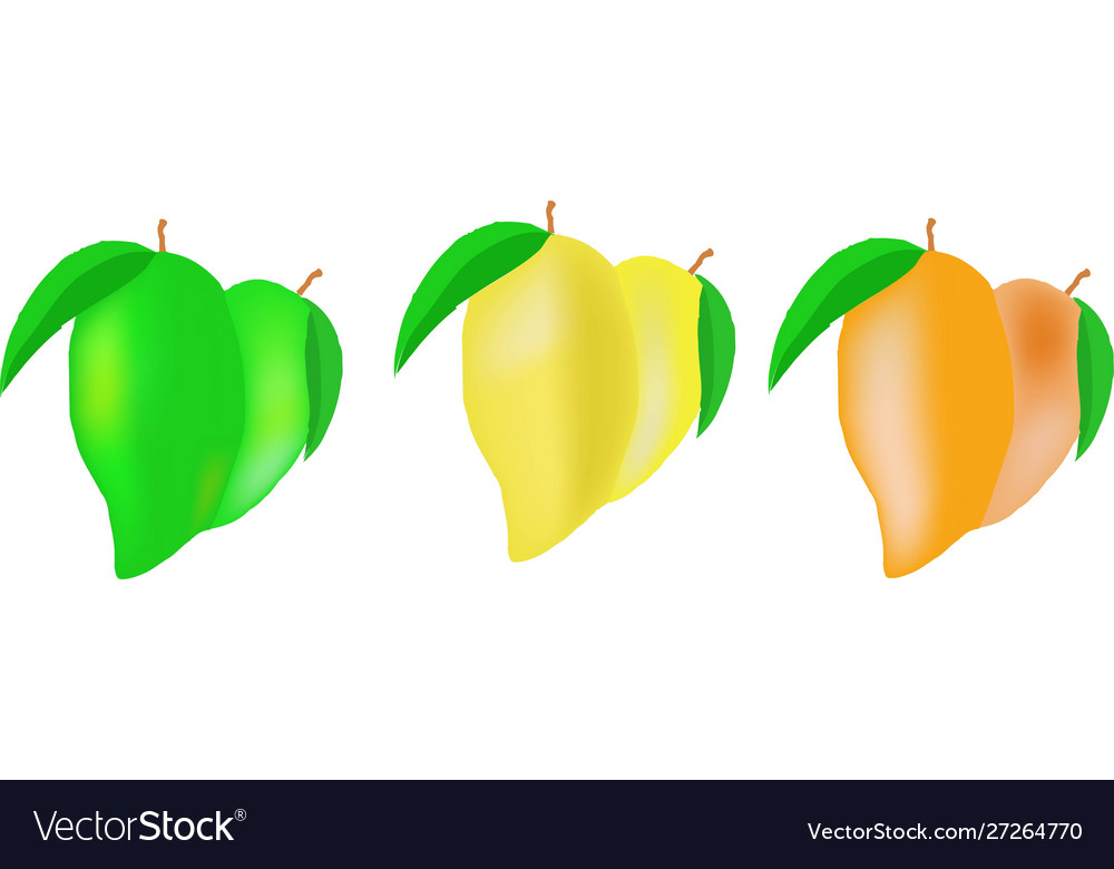 Mango set on white background