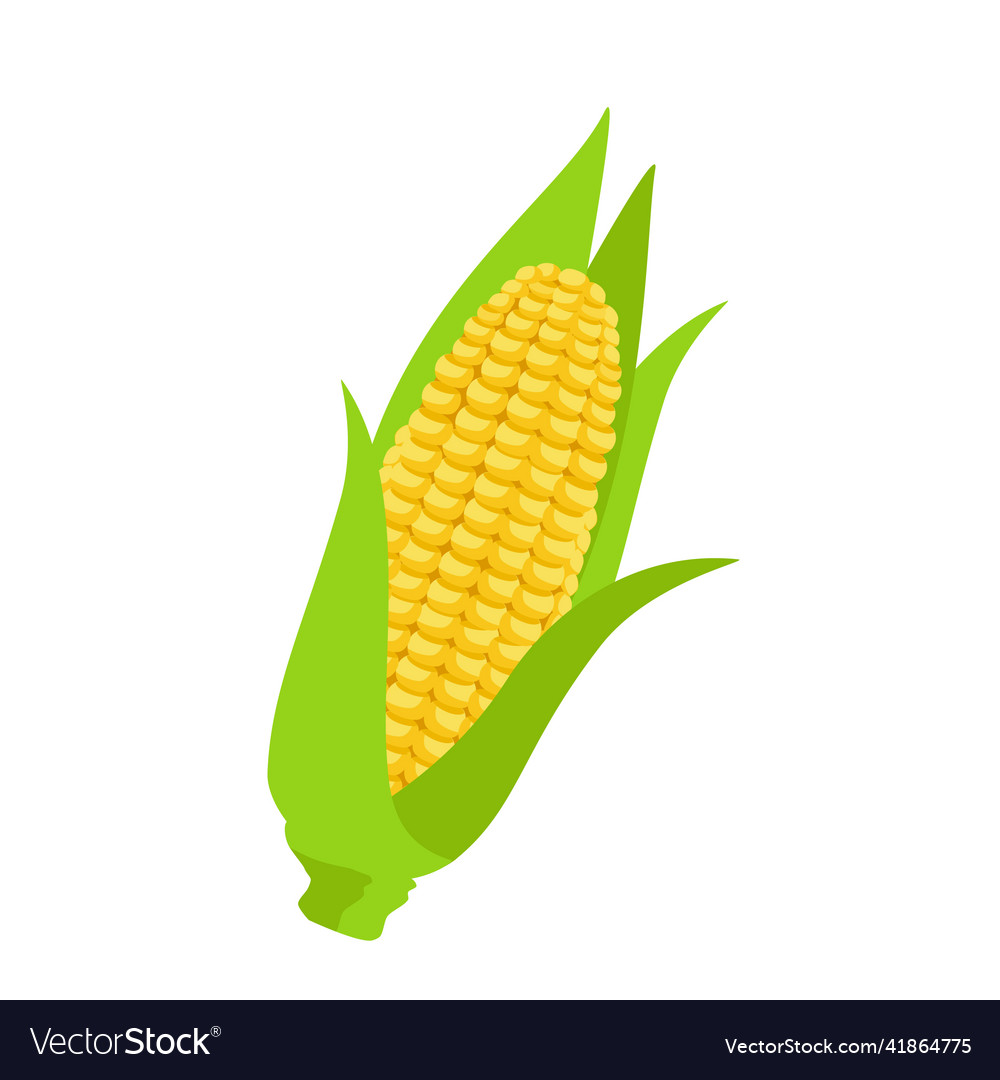 Corncob sweet golden corn