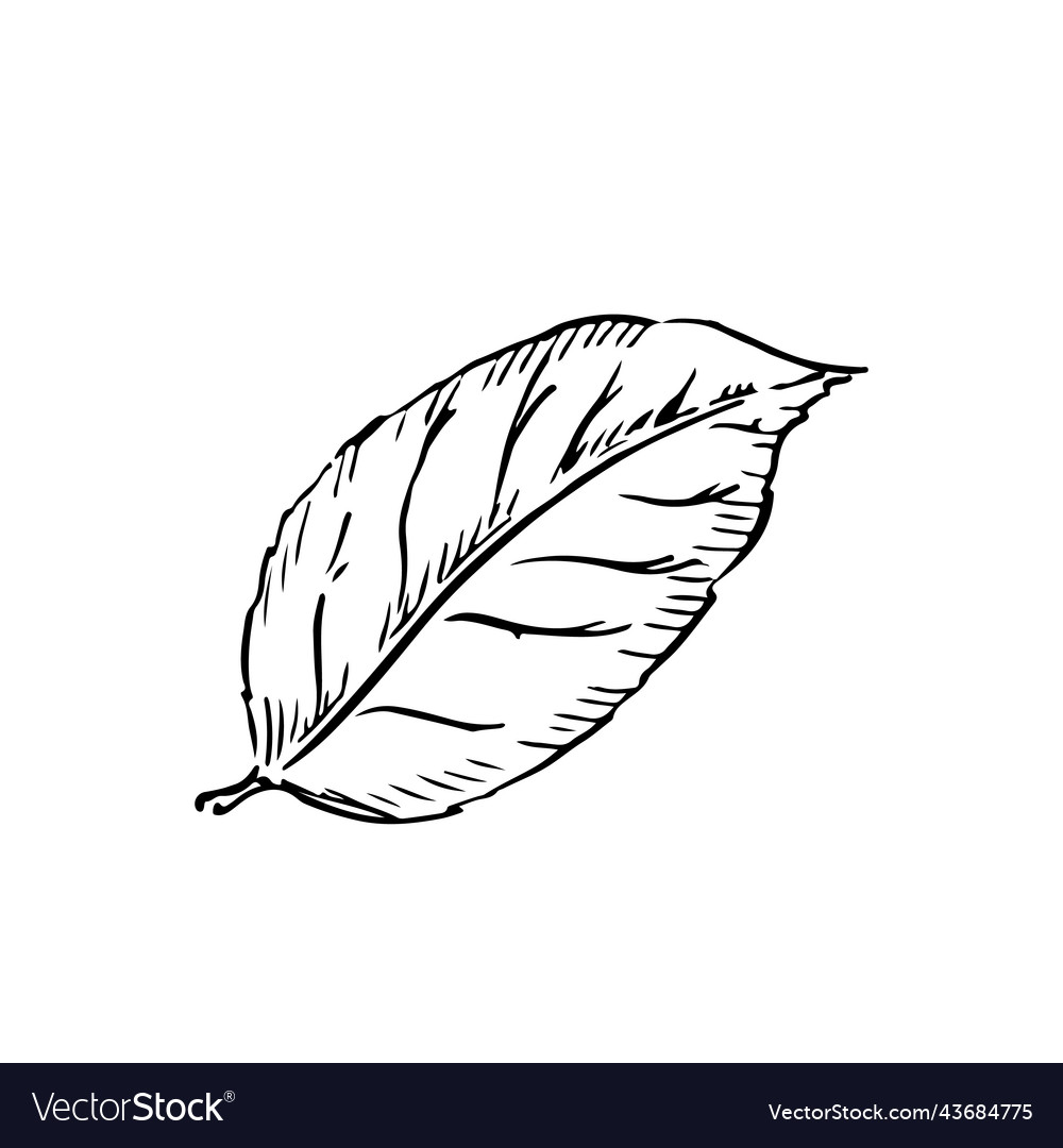 Leaf of lemon sketch in classic engraving style Vector Image