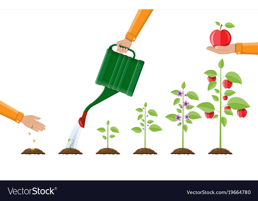 Growth Plant From Sprout To Fruit Royalty Free Vector Image