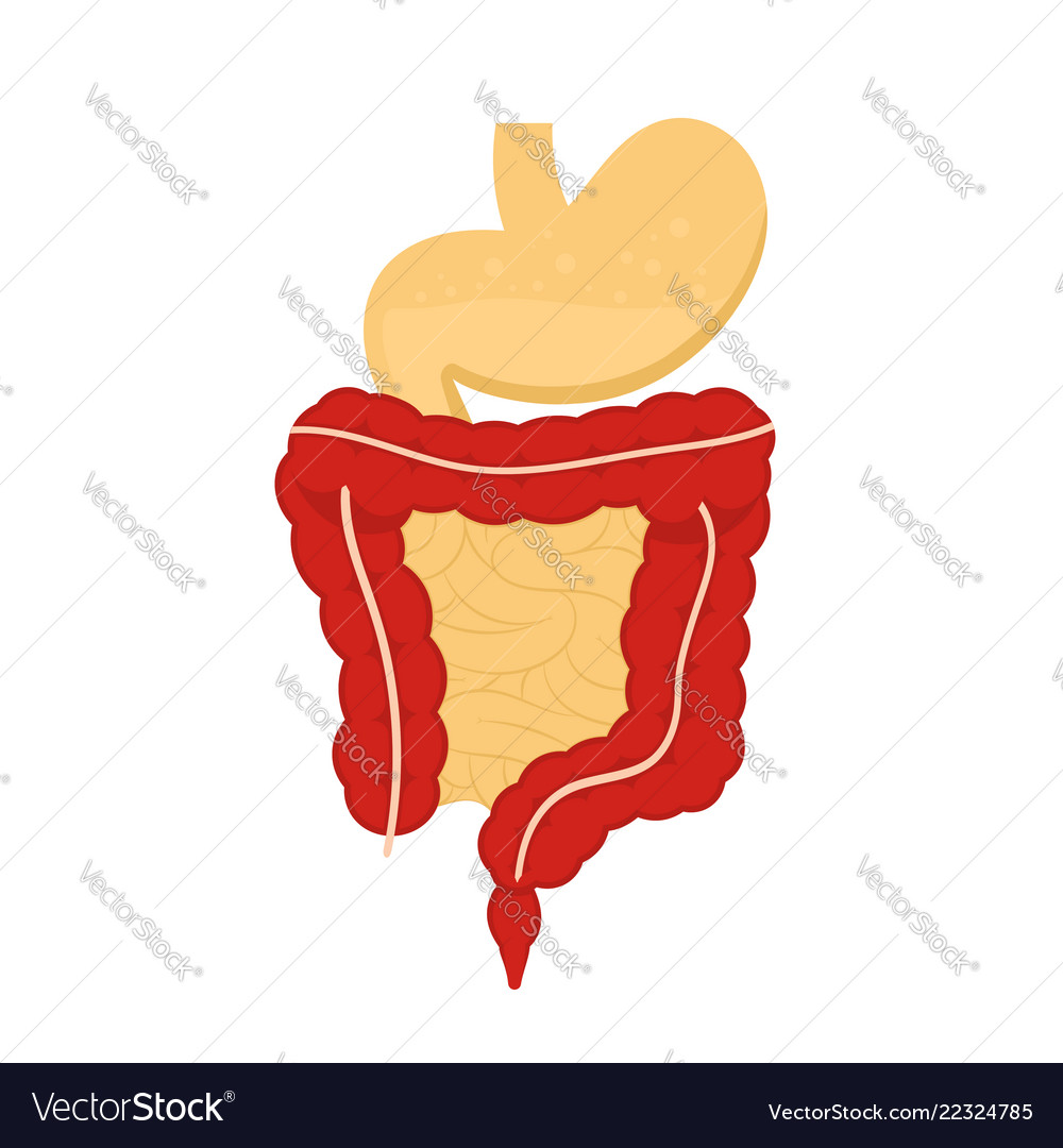 Human digestive system tract stomach Royalty Free Vector