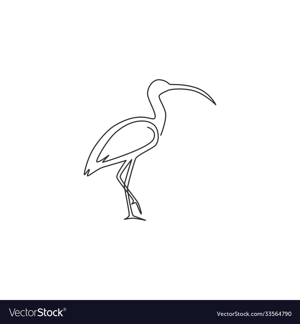 ibis drawing