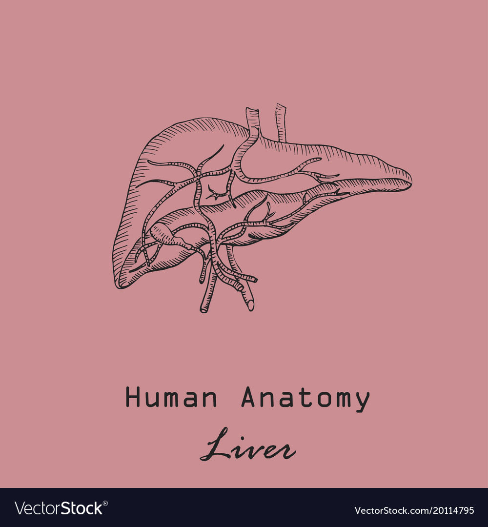 Handdrawn human liver