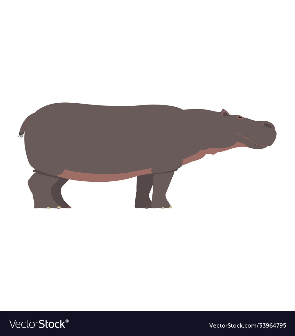 Hippopotamus amphibius - - side view